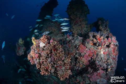 RSB-1 - Corals have colonized most of the wreck structure