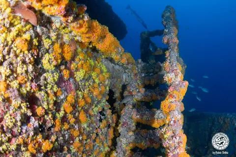 Miss Lourdes - Corals are abundant in this wreck