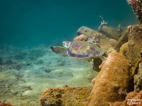 Dania Beach Erojacks - A juvenile turtle swims near the erojacks