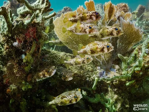 Dania Beach Erojacks - A school of pufferfish