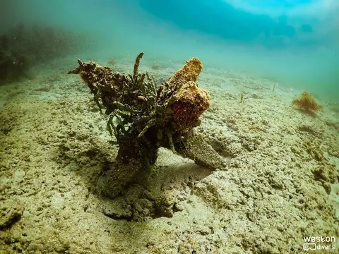 Dania Beach Erojacks - There are some isolated erojacks on the south part