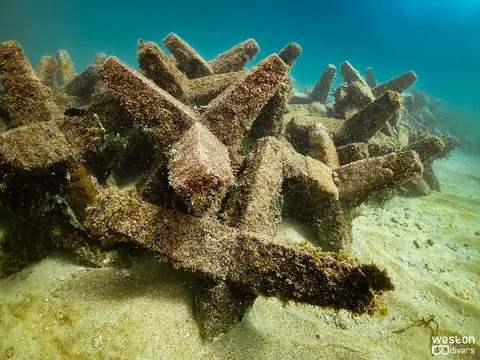 Dania Beach Erojacks - Soft and hard corals are abundant in this shallow site