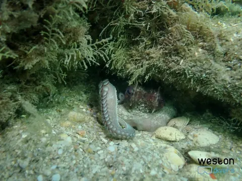 Blue Heron Bridge - An octopus hides during daytime
