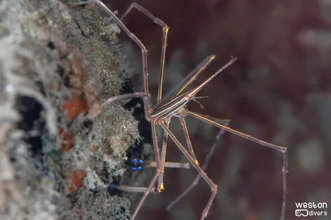Blue Heron Bridge - An arrow crab hanging in there