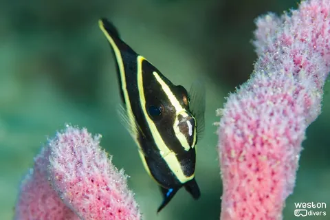 Blue Heron Bridge - A juvenile angelfish