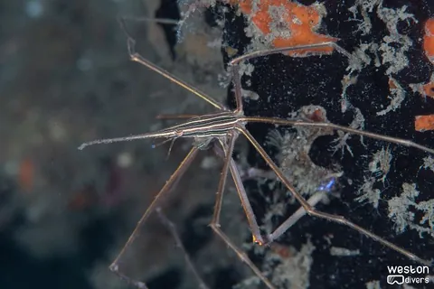 Blue Heron Bridge - An arrow crab looking for food
