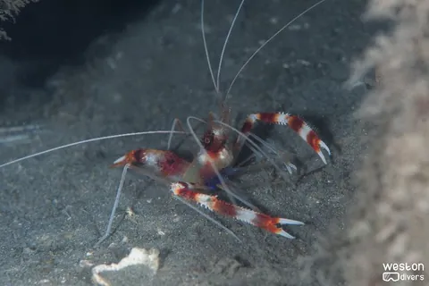 Blue Heron Bridge - A banded coral shrimps walks in the sand