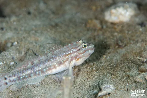 Blue Heron Bridge - Lots of species can be found on the sand in this site