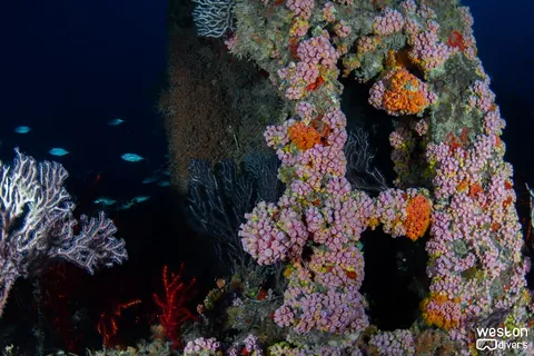 Lowrance - Colorful soft coral cover part of the structure