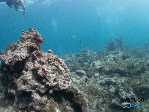 French Reef - Depth are mild which makes this a great site for novice divers