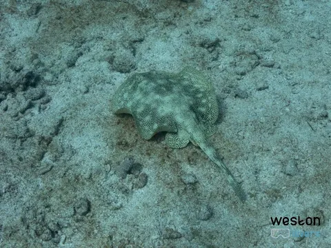 French Reef - A yellow stingray swims close to the sand