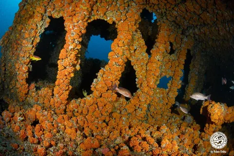 Skycliffe - Most of the wreck has been colonized by corals