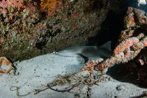 Bibb - A nurse shark rests in the sand near the wreck