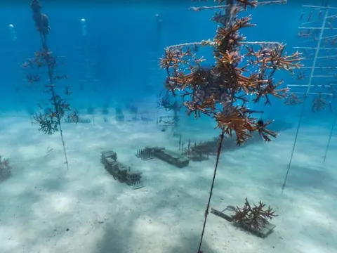 Snapper Ledge - This site is a nursery for elk horn corals