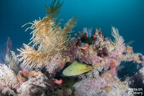 Conch Wall - A moray eel is in alert