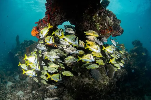Conch Wall