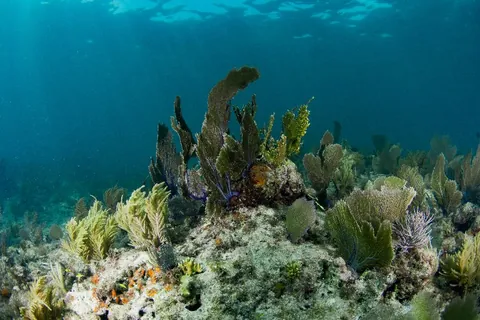 Conch Wall - Soft corals dance with the surge in the shallow reefs