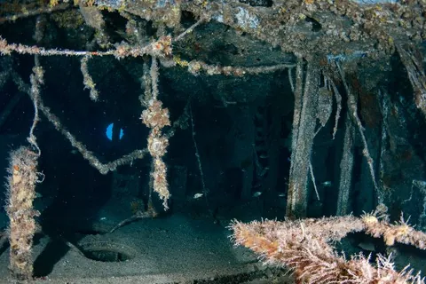 Captain Dan - Divers should be careful about entanglements.