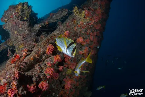 Rodeo 25 - Given the time it's been underwater, the wreck is fully colonized