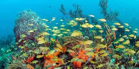 Horseshoe - Schools of grunts and barrel sponges claim this site home.
