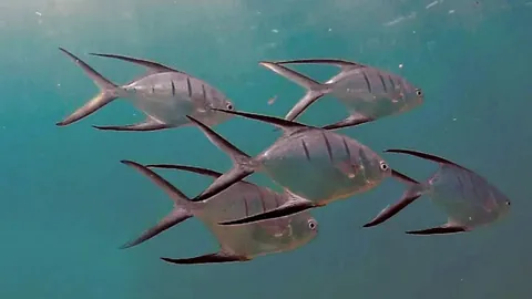 Ocean Reef Park - Marine life is this shallow site is impressive