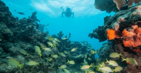 Ocean Reef Park - Coral formations share the environment wiht juvenile fish