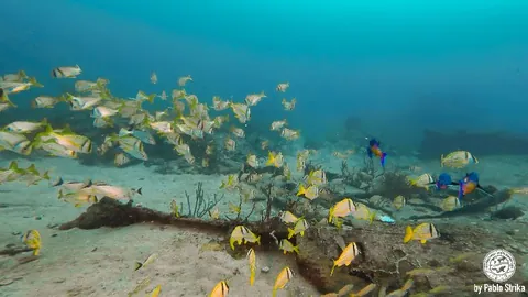 Noulla Express - Mostly a flat site. Grunts and pork fish can be counted by the thousands