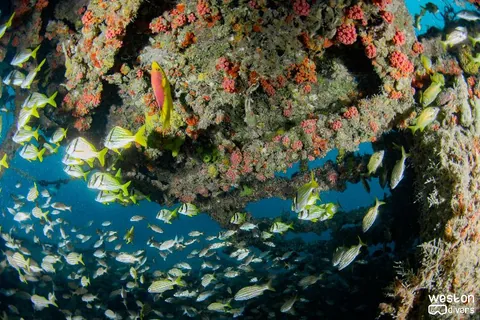 Andro - The is no spot in the wreck that has no coral