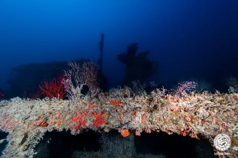 Mystic Isle - Corals have already colonized all parts of this wreck