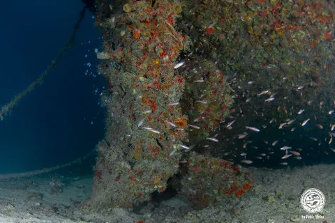 Etoile de Mer - The propeller is still intact