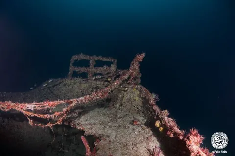 St. Henry Express - Corals have long ago colonized the wreck