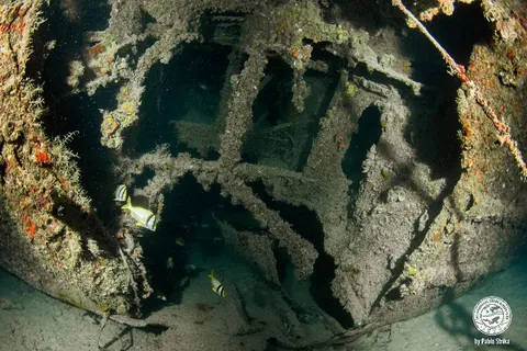 Lakeland - The wreck has been colonized by corals long ago
