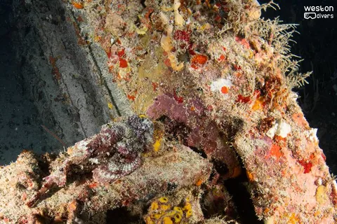 Ophelia Bryan - The wreck has received significant damage