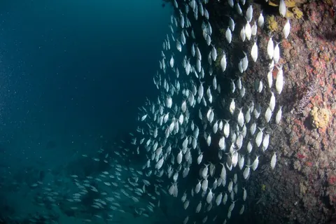 Ultra Freeze - More and more marine life