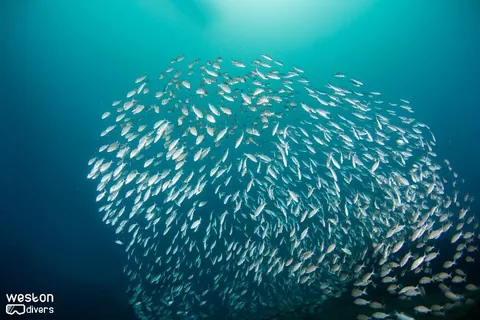 Ultra Freeze - A nice fish ball swimming in sync with the wreck