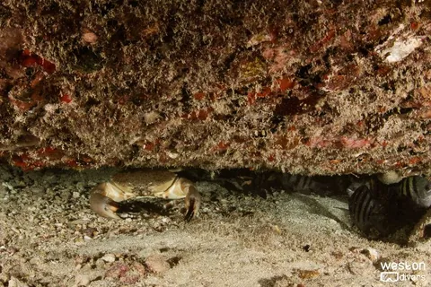 The Pipes - At night, marine creatures that are resting during the day come to light