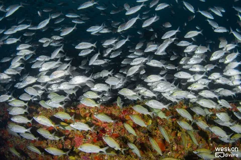 Dantor - Schools of fish are common in this site
