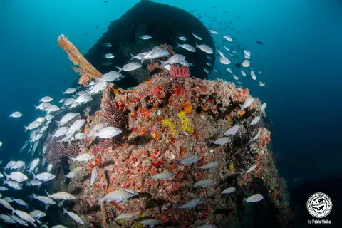 Donald G. McAllister - Marine life thrives in this wreck