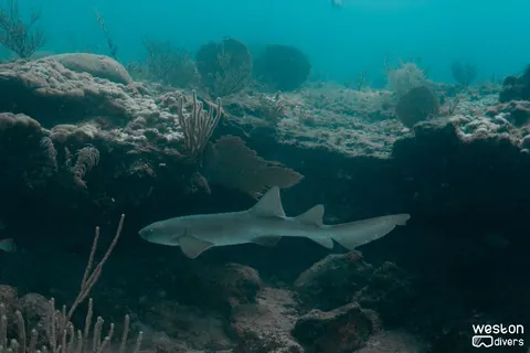 Nurse Shark - A nurse shark patrols the ledge
