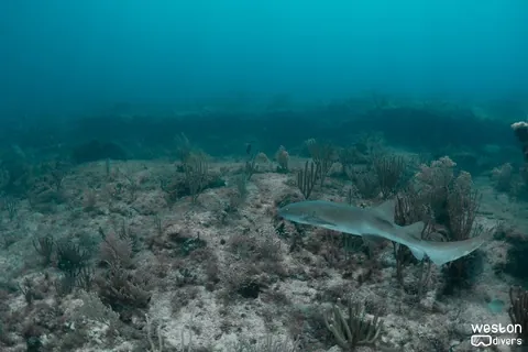 Nurse Shark - Nurse sharks are abundant in this site