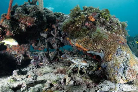 Nurse Shark - Lobster say present in this site too