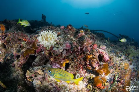 Barracuda - Grunts are very commonly found in this place