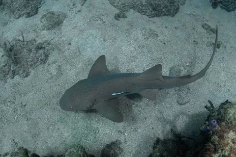 The Caves - A nurse shark swimming in near the ledge