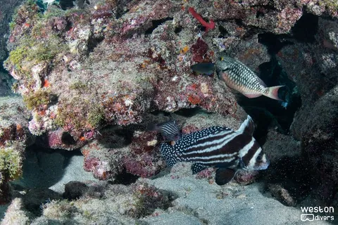 Oakland Ridges - All kind of tropical fish can be found in this site
