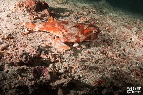 Dewitt Clinton - A frog fish lays on the sand near the wreck
