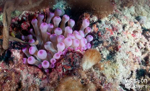 Pompano Trench - A giant anemone