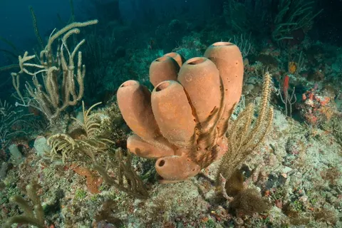 Pompano Trench - Many sponges grow in this site