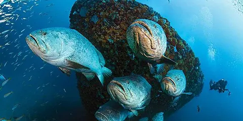 MV Castor - Goliath groupers pose for the picture