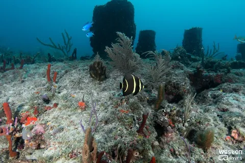 Sunkist - Barrel sponges and a juvenile angel fish