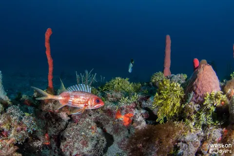 Razzle Dazzle - A squirrel fish swims in the reef